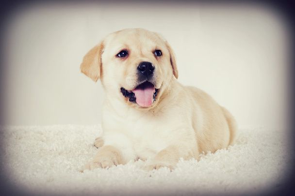 a cute labrador puppy - Photo, Image