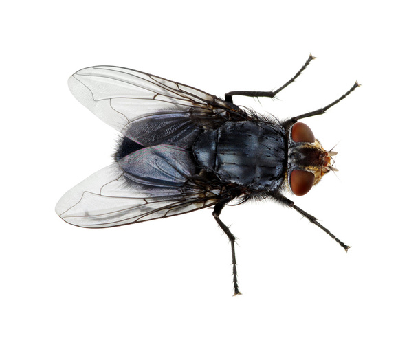 Beyaz sinek - Fotoğraf, Görsel
