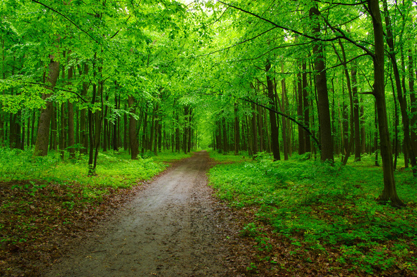 gyönyörű zöld erdő - Fotó, kép
