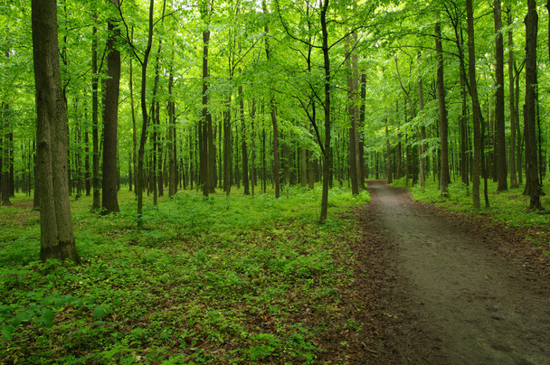 Piękny zielony las - Zdjęcie, obraz