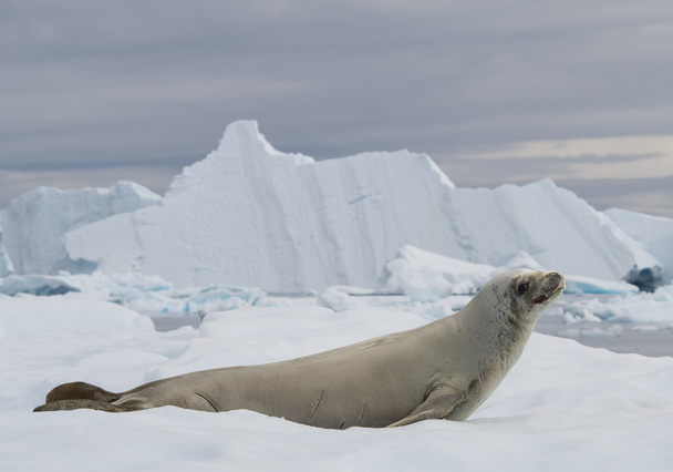 Крабоед, покоящийся на льдине
 - Фото, изображение
