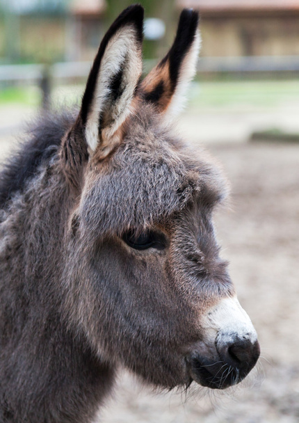 young donkey looks to the right - Foto, Imagen