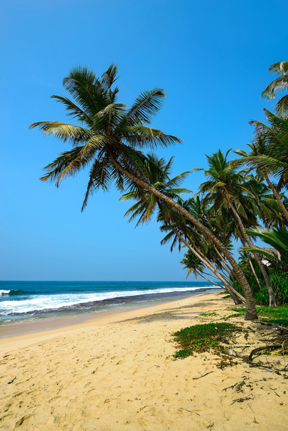 Stranden in Sri Lanka - Foto, afbeelding