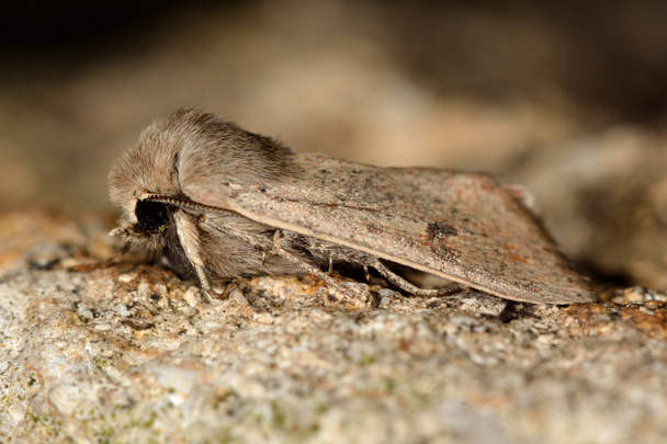 Kleine quaker nachtvlinder (Orthosia cruda) - Foto, afbeelding