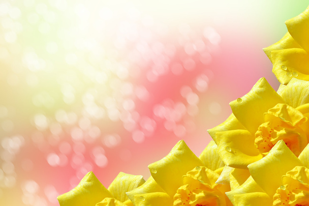  Нежные цветы из дикой розы
 - Фото, изображение
