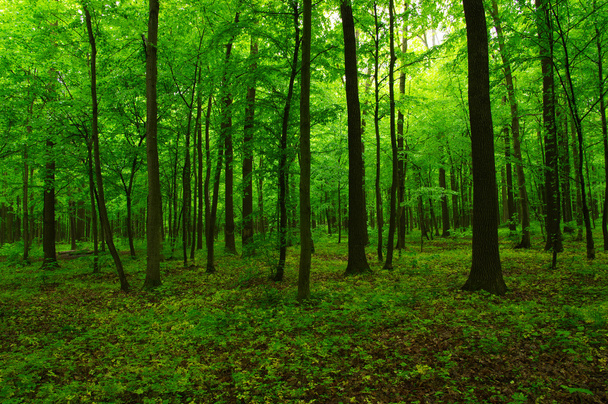 the green forest - Фото, зображення