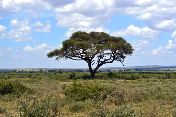 Masai Mara savannah - Photo, Image