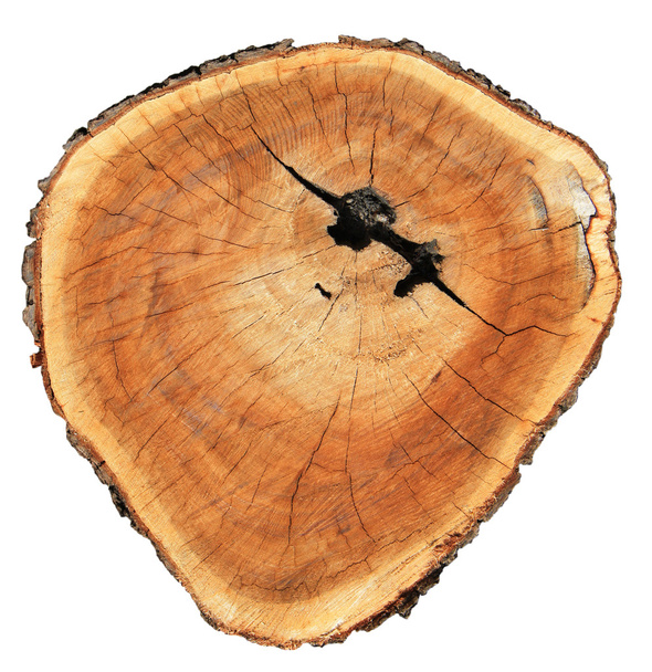Rebanada de madera textura de madera
 - Foto, imagen