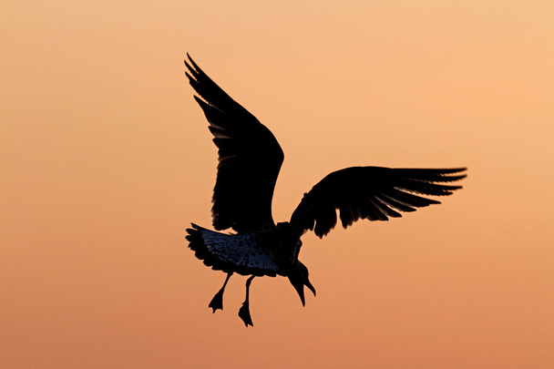 日没時のカモメの飛行 - 写真・画像