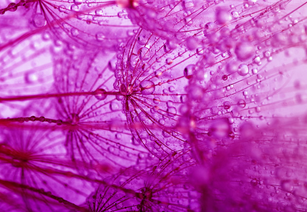 dandelion flower background - Photo, Image