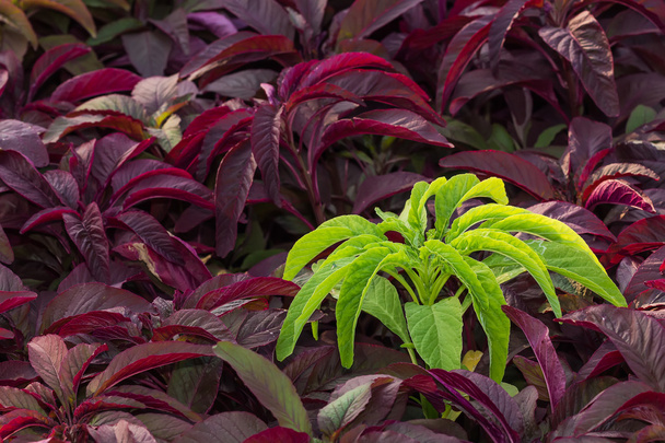 La pianta ornamentale verde e viola nel giardino
 - Foto, immagini