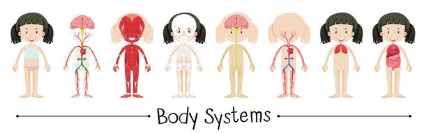 Συστήματα του σώματος του ανθρώπου κορίτσι - Διάνυσμα, εικόνα