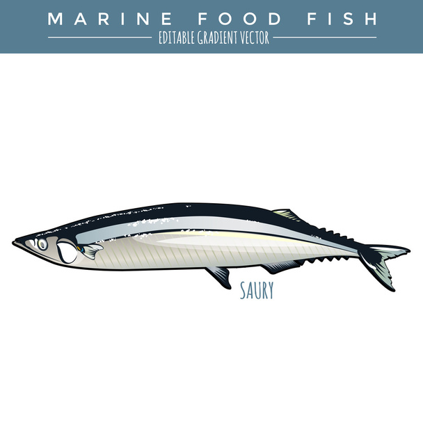 Saury. Marine Food Fish - Vector, Image