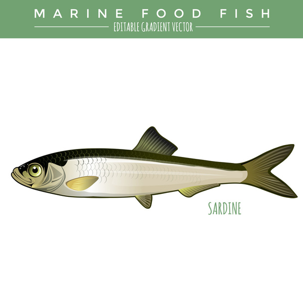 Sardinka. Mořské ryby jídlo - Vektor, obrázek
