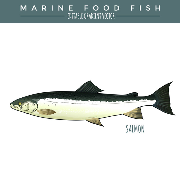 Salmon. Marine Food Fish - Vektör, Görsel