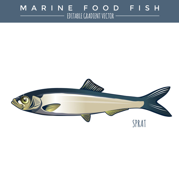 Sprat. Marine Food Fish - Вектор,изображение