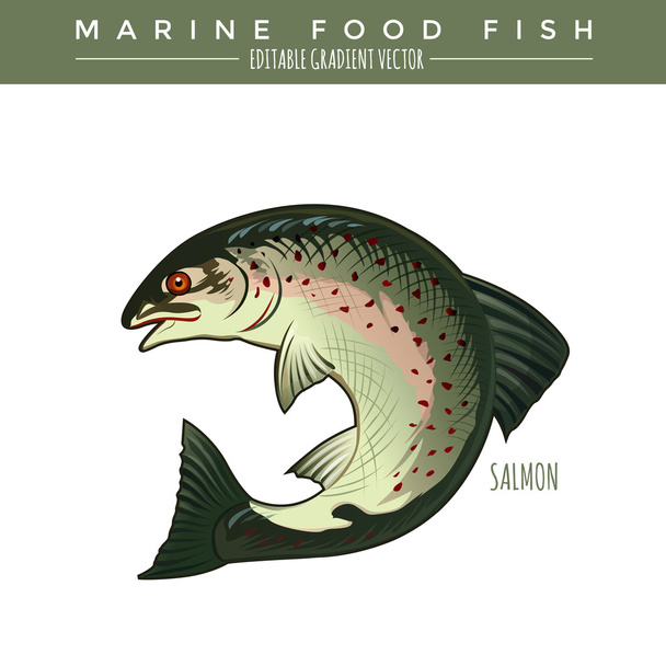 Salmon. Marine Food Fish - Vektör, Görsel