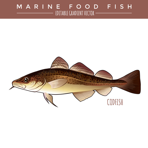 Codfish. Marine Food Fish - Vector, Image