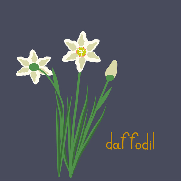 Daffodil planta iilustration
 - Vetor, Imagem