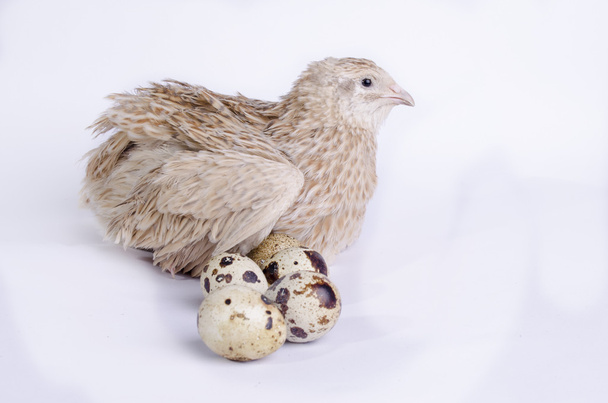 coturnix on a white background - Photo, Image