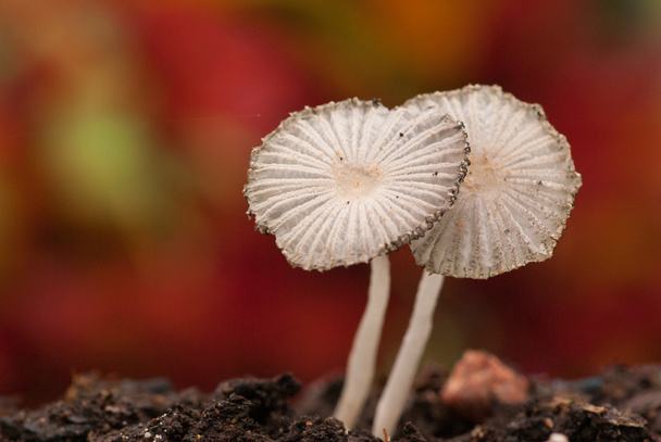 Deux champignons Parasol dans le jardin
 - Photo, image
