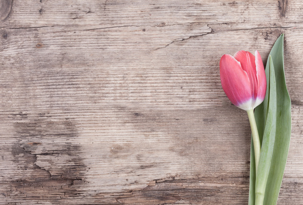 Kwiat Tulip na tle starego drewna pocztówka - Zdjęcie, obraz