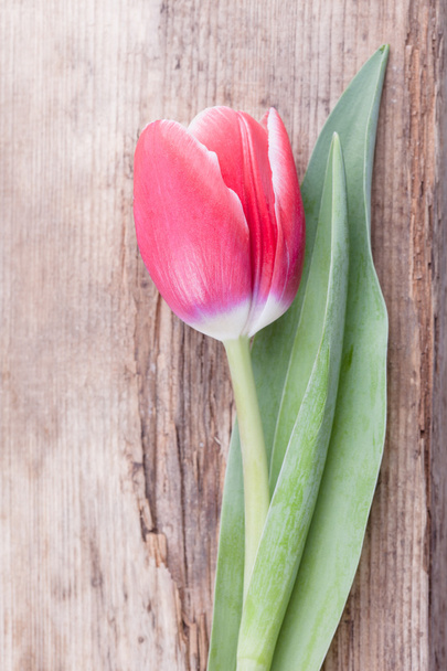 Jeden czerwony tulipan na zgniłe drewniane tła - Zdjęcie, obraz