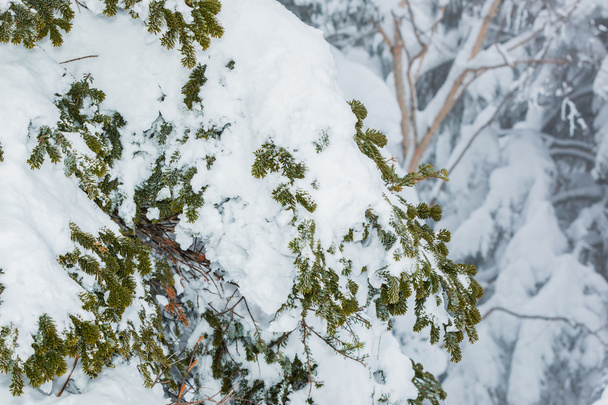 sníh krytých stromy v zimní sezóně, zblízka. - Fotografie, Obrázek