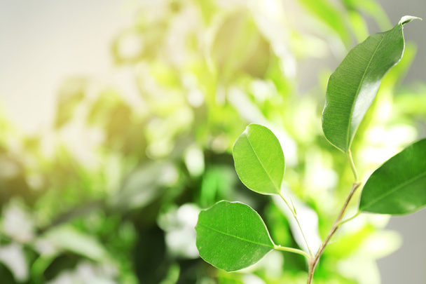 Green leaves of ficus  - Фото, изображение