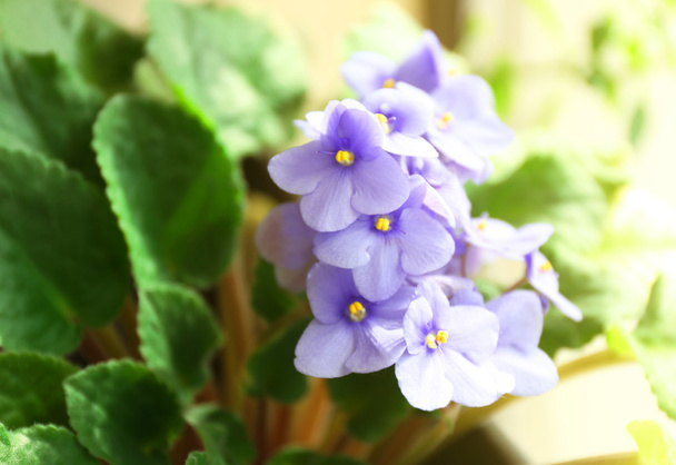Beautiful violet plant with blue flowers - Foto, Imagem