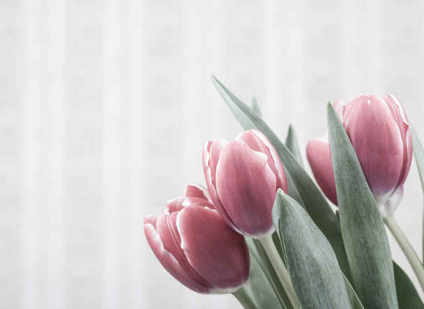 Fleurs de tulipes sur fond vintage
 - Photo, image