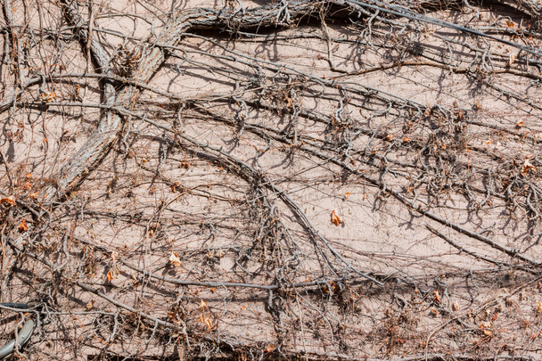 kuiva muratti liana seinällä
 - Valokuva, kuva