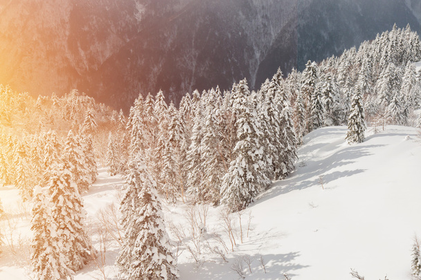 Krásná Zimní krajina pod sněhem zahrnuty stromy, sníh. - Fotografie, Obrázek