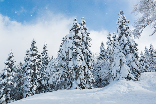 Ağaçlar, kar yağışı güzel kış manzarası kar ile kaplı. - Fotoğraf, Görsel
