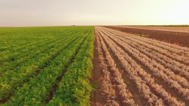Champs de légumes sur les terres agricoles rurales
 - Séquence, vidéo
