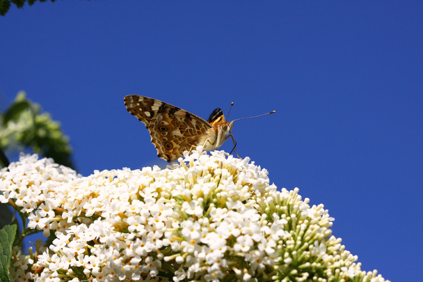 Butterfly cynthia cardui, la belle dame - Photo, Image