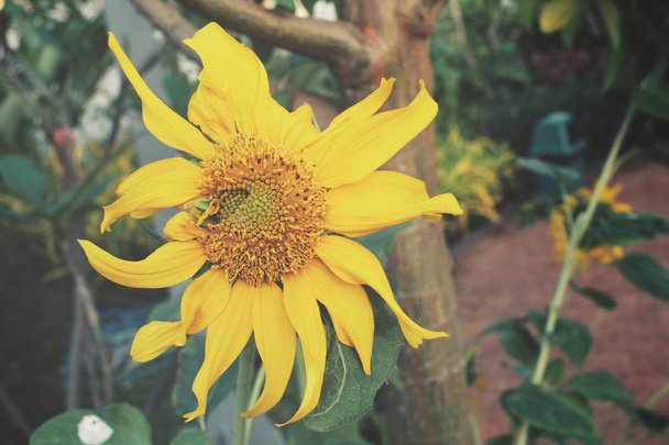 Nahaufnahme von Sonnenblumen - Foto, Bild