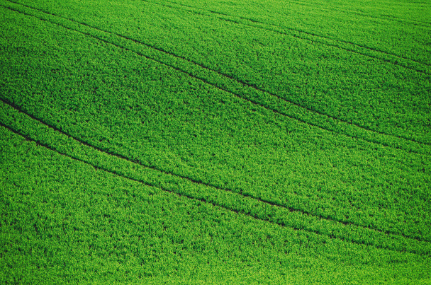 Green grass field background - Foto, afbeelding