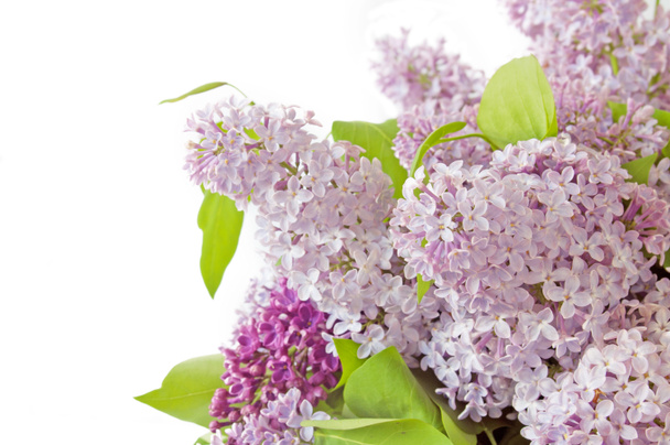 Lilac bunch isolated on white background - Photo, image