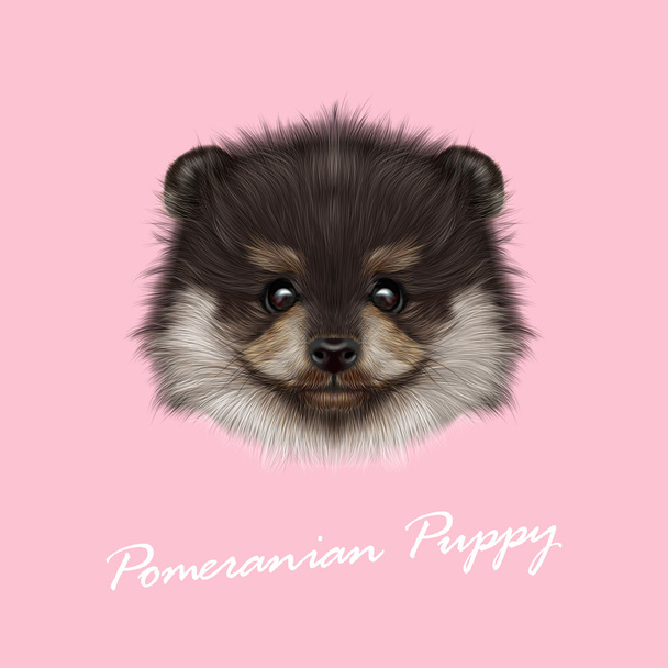 Pomeranian Spitz köpek vektör resimli portre. - Vektör, Görsel