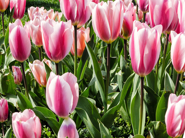 Rózsaszín és fehér tulipán mező - Fotó, kép