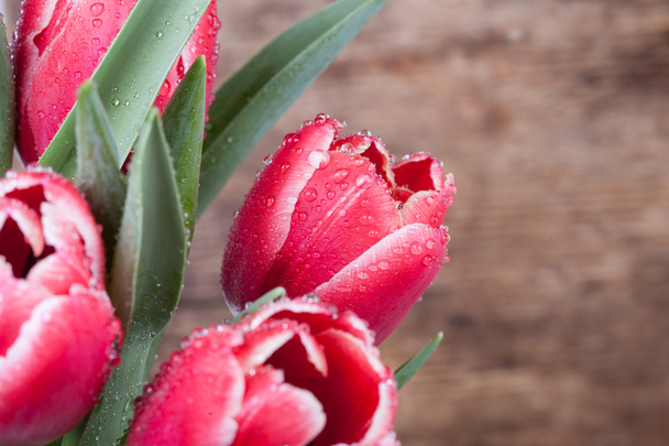 тюльпаны в капли росы на фоне деревянных досок
 - Фото, изображение
