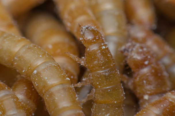 Makro Mealworm na farmě - Fotografie, Obrázek