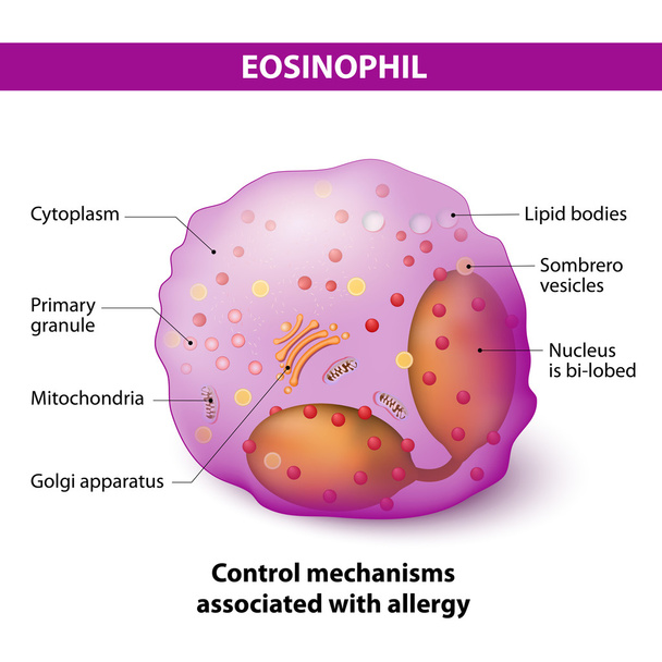 eosinophil. Merkmale und Struktur der Lymphobie - Vektor, Bild