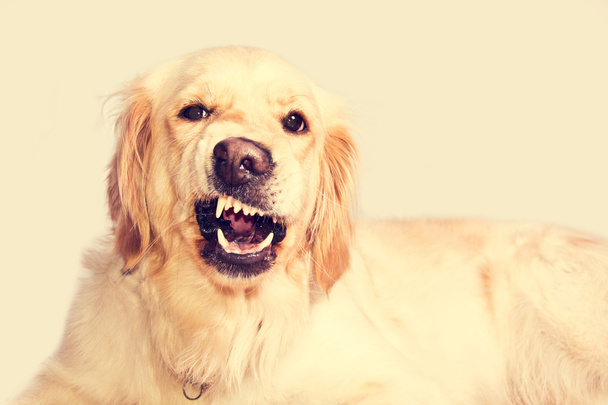 Dühös Arany-Vizsla kutya. - Fotó, kép