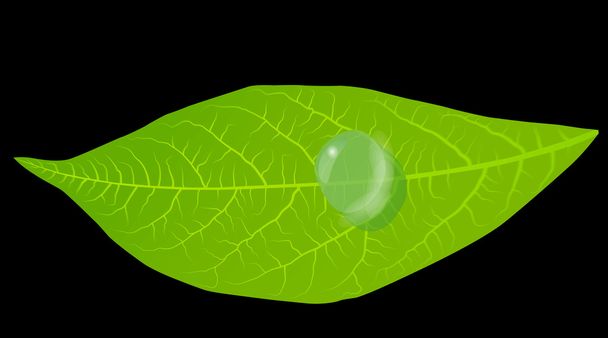 Green leaves background vector - Vector, Image