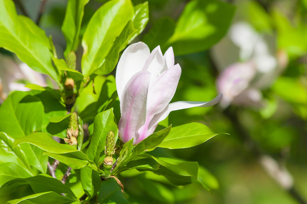 White - pink magnolia flower. - Photo, Image