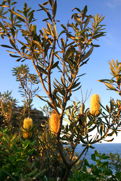 Прогалини, Уотсон Bay, Сідней - Фото, зображення