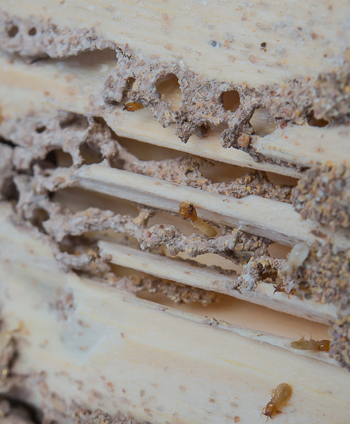 Termity, termity jeść drewna, drewno. - Zdjęcie, obraz