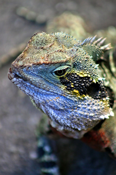 Iguana – rodzaj płazów jaszczurka pochodzi z tropikalnych obszarów Ameryki Środkowej i Południowej - Zdjęcie, obraz